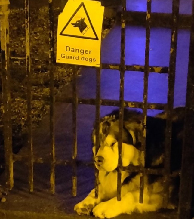 อบอุ่นหัวใจ กับภาพของ 23 สัตว์โลก ที่รู้จักวิธีแสดงความรักต่อผู้อื่น