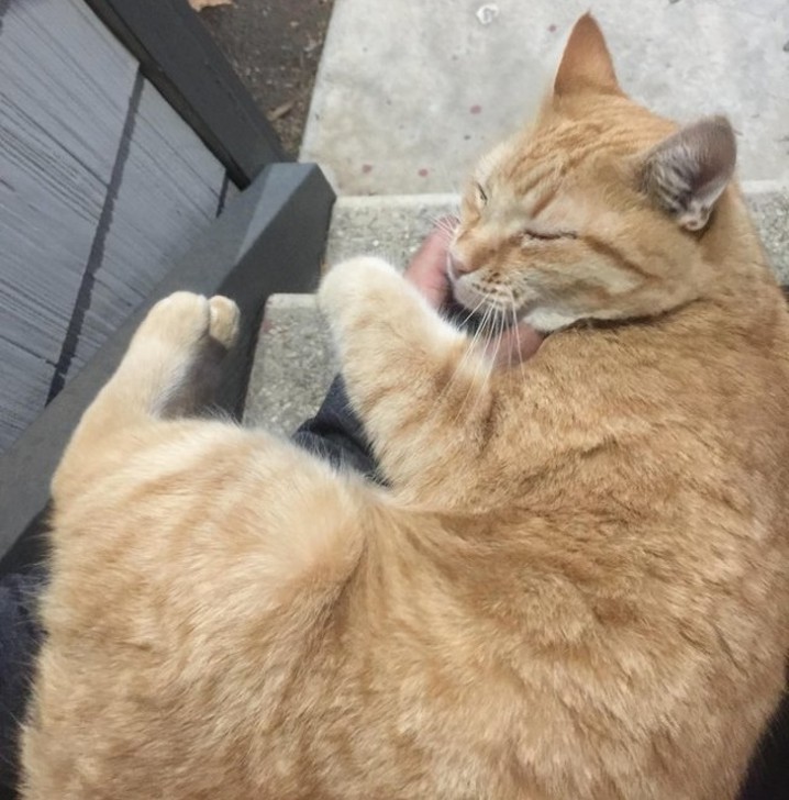 อบอุ่นหัวใจ กับภาพของ 23 สัตว์โลก ที่รู้จักวิธีแสดงความรักต่อผู้อื่น