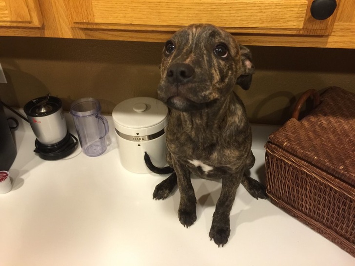 อบอุ่นหัวใจ กับภาพของ 23 สัตว์โลก ที่รู้จักวิธีแสดงความรักต่อผู้อื่น