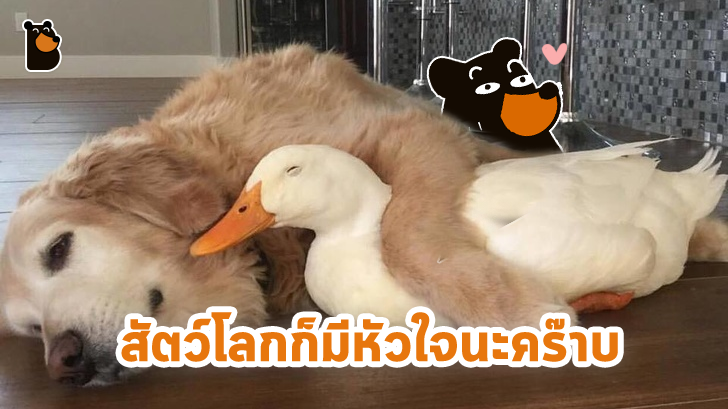 อบอุ่นหัวใจ กับภาพของ 23 สัตว์โลก ที่รู้จักวิธีแสดงความรักต่อผู้อื่น