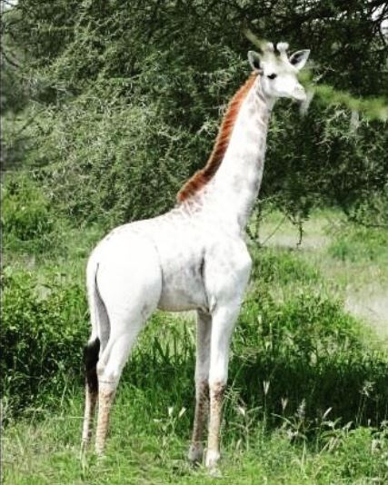 20 ภาพสัตว์ที่หาดูได้ยาก และคนที่โชคดีเท่านั้นจะได้เห็นมัน