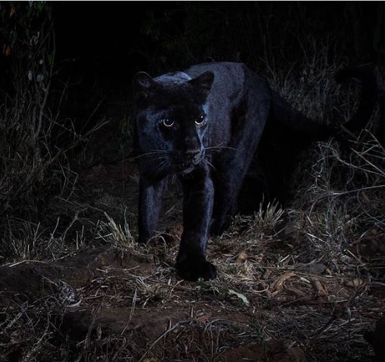 20 ภาพสัตว์ที่หาดูได้ยาก และคนที่โชคดีเท่านั้นจะได้เห็นมัน