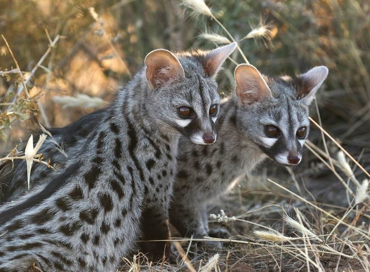 20 ภาพสัตว์ที่หาดูได้ยาก และคนที่โชคดีเท่านั้นจะได้เห็นมัน 20 ภาพสัตว์ที่หาดูได้ยาก และคนที่โชคดีเท่านั้นจะได้เห็นมัน