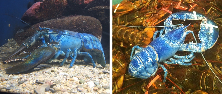 20 ภาพสัตว์ที่หาดูได้ยาก และคนที่โชคดีเท่านั้นจะได้เห็นมัน 20 ภาพสัตว์ที่หาดูได้ยาก และคนที่โชคดีเท่านั้นจะได้เห็นมัน