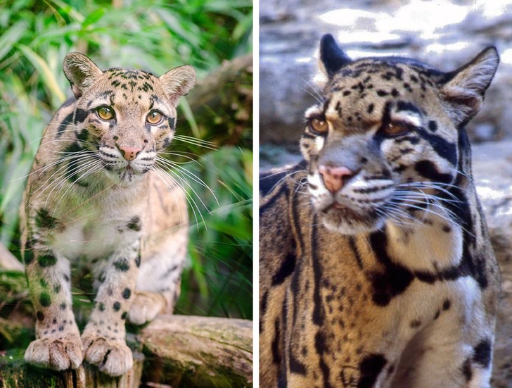 20 ภาพสัตว์ที่หาดูได้ยาก และคนที่โชคดีเท่านั้นจะได้เห็นมัน 20 ภาพสัตว์ที่หาดูได้ยาก และคนที่โชคดีเท่านั้นจะได้เห็นมัน