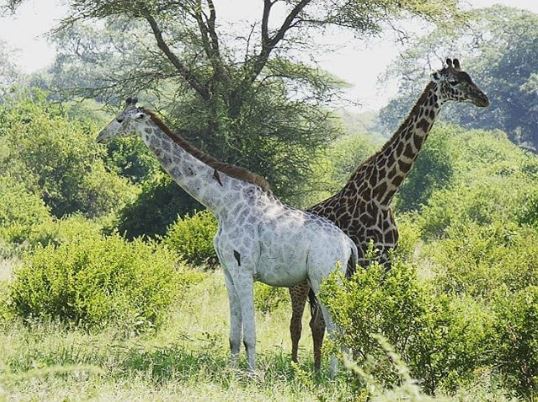 20 ภาพสัตว์ที่หาดูได้ยาก และคนที่โชคดีเท่านั้นจะได้เห็นมัน