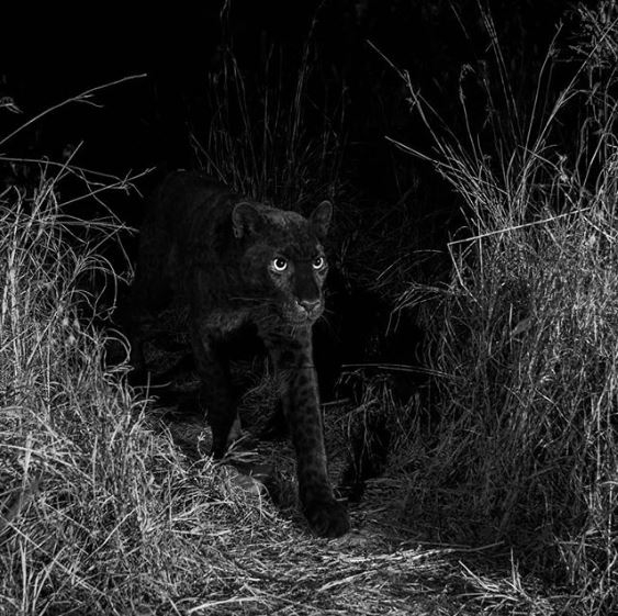 20 ภาพสัตว์ที่หาดูได้ยาก และคนที่โชคดีเท่านั้นจะได้เห็นมัน
