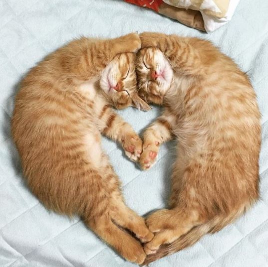 14 ภาพอันแสนจะอบอุ่นที่พิสูจน์ให้เห็นว่า โลกนี้หมุนด้วยความรัก