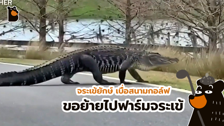 จระเข้ยักษ์ เดินโชว์ตัวสวยๆ ในสนามกอล์ฟ ก่อนที่จะย้ายไปอยู่กับเพื่อนๆ ในฟาร์ม น่ารักเนอะ...