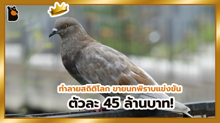 ลาออกไปเลี้ยงนกพิราบขายดีกว่า เศรษฐีจีนทุ่มทุนซื้อ 45 ล้านบาท