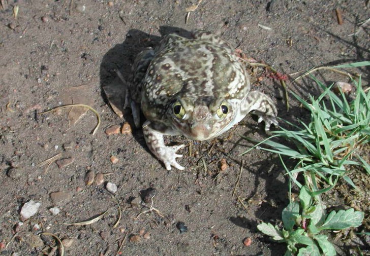 คนไทยมีหัวใจ 4 ห้อง แต่ปลามีหัวใจแค่ 2 ห้อง และหัวใจของวาฬใหญ่เท่ารถคันเล็กๆ