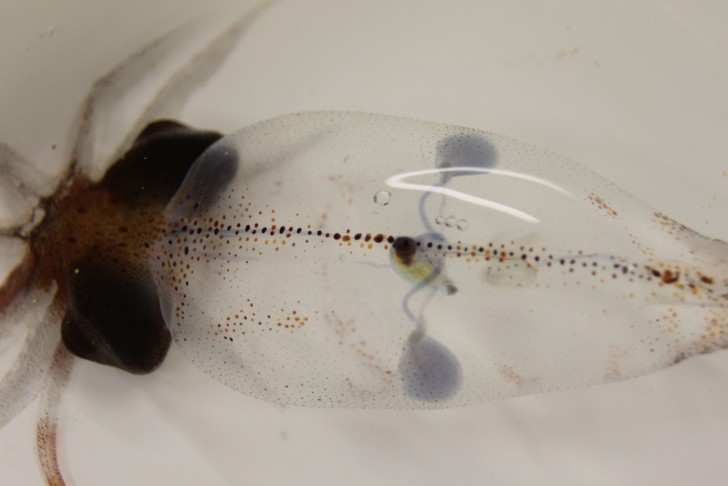 คนไทยมีหัวใจ 4 ห้อง แต่ปลามีหัวใจแค่ 2 ห้อง และหัวใจของวาฬใหญ่เท่ารถคันเล็กๆ