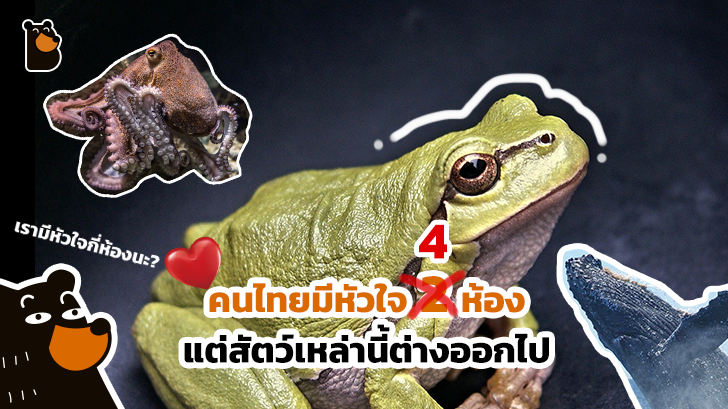 คนไทยมีหัวใจ 4 ห้อง แต่ปลามีหัวใจแค่ 2 ห้อง และหัวใจของวาฬใหญ่เท่ารถคันเล็กๆ