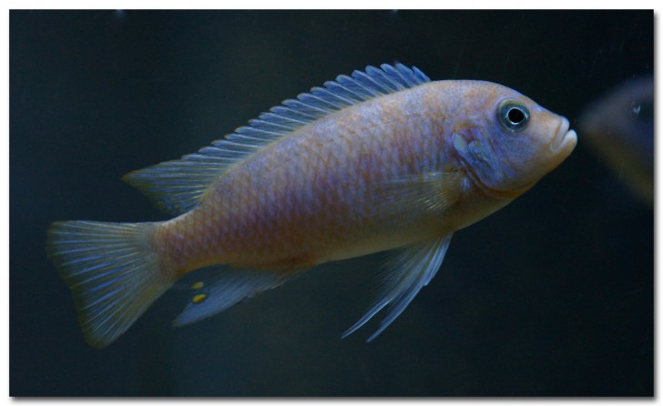 คนไทยมีหัวใจ 4 ห้อง แต่ปลามีหัวใจแค่ 2 ห้อง และหัวใจของวาฬใหญ่เท่ารถคันเล็กๆ