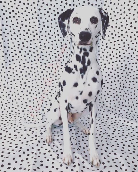 รวม 20 ภาพการพรางตัวของสัตว์ ที่เนียนจนมนุษย์หาไม่เจอ รวม 20 ภาพการพรางตัวของสัตว์ ที่เนียนจนมนุษย์หาไม่เจอ