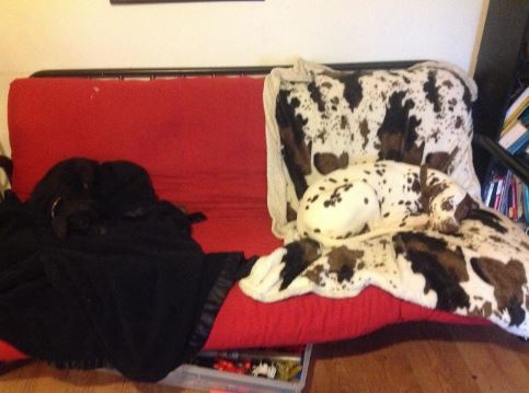 รวม 20 ภาพการพรางตัวของสัตว์ ที่เนียนจนมนุษย์หาไม่เจอ รวม 20 ภาพการพรางตัวของสัตว์ ที่เนียนจนมนุษย์หาไม่เจอ