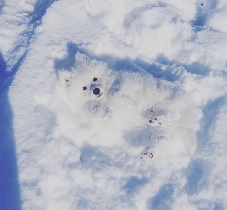 รวม 20 ภาพการพรางตัวของสัตว์ ที่เนียนจนมนุษย์หาไม่เจอ รวม 20 ภาพการพรางตัวของสัตว์ ที่เนียนจนมนุษย์หาไม่เจอ