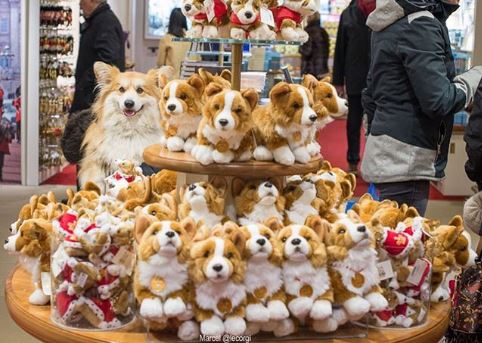 รวม 20 ภาพการพรางตัวของสัตว์ ที่เนียนจนมนุษย์หาไม่เจอ รวม 20 ภาพการพรางตัวของสัตว์ ที่เนียนจนมนุษย์หาไม่เจอ