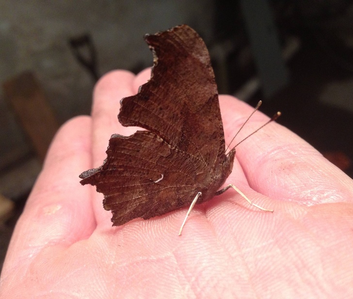 รวม 20 ภาพการพรางตัวของสัตว์ ที่เนียนจนมนุษย์หาไม่เจอ รวม 20 ภาพการพรางตัวของสัตว์ ที่เนียนจนมนุษย์หาไม่เจอ