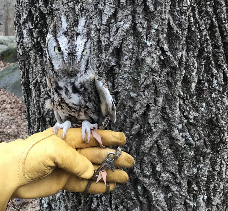 รวม 20 ภาพการพรางตัวของสัตว์ ที่เนียนจนมนุษย์หาไม่เจอ รวม 20 ภาพการพรางตัวของสัตว์ ที่เนียนจนมนุษย์หาไม่เจอ