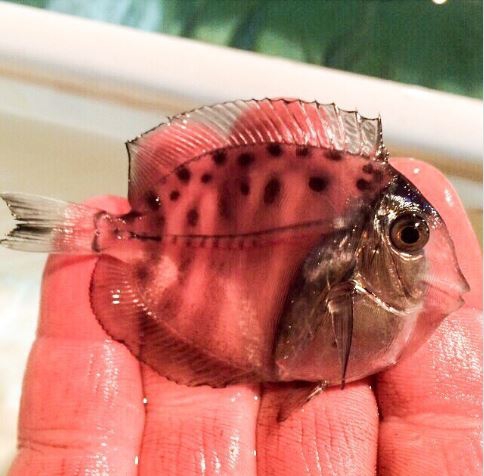 รวม 20 ภาพการพรางตัวของสัตว์ ที่เนียนจนมนุษย์หาไม่เจอ รวม 20 ภาพการพรางตัวของสัตว์ ที่เนียนจนมนุษย์หาไม่เจอ