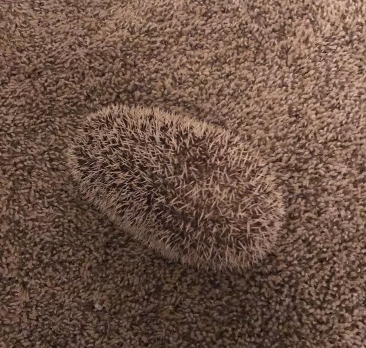 รวม 20 ภาพการพรางตัวของสัตว์ ที่เนียนจนมนุษย์หาไม่เจอ รวม 20 ภาพการพรางตัวของสัตว์ ที่เนียนจนมนุษย์หาไม่เจอ