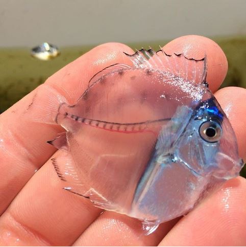 รวม 20 ภาพการพรางตัวของสัตว์ ที่เนียนจนมนุษย์หาไม่เจอ รวม 20 ภาพการพรางตัวของสัตว์ ที่เนียนจนมนุษย์หาไม่เจอ