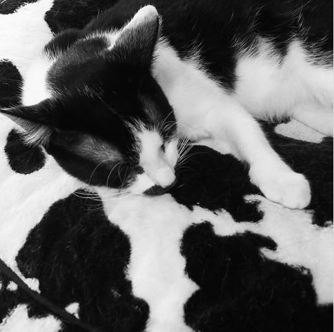 รวม 20 ภาพการพรางตัวของสัตว์ ที่เนียนจนมนุษย์หาไม่เจอ รวม 20 ภาพการพรางตัวของสัตว์ ที่เนียนจนมนุษย์หาไม่เจอ