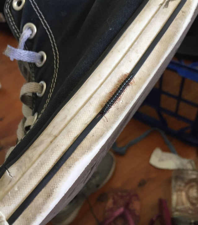 รวม 20 ภาพการพรางตัวของสัตว์ ที่เนียนจนมนุษย์หาไม่เจอ