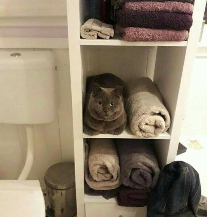 รวม 20 ภาพการพรางตัวของสัตว์ ที่เนียนจนมนุษย์หาไม่เจอ