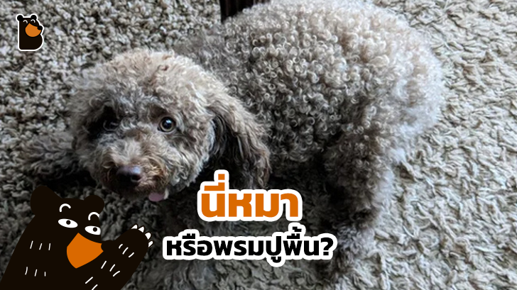 รวม 20 ภาพการพรางตัวของสัตว์ ที่เนียนจนมนุษย์หาไม่เจอ