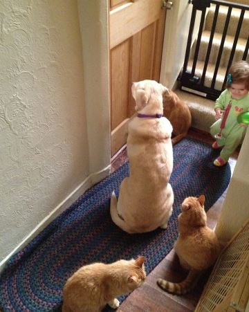 15 ภาพที่จะทำให้เราได้เห็นถึงความป่วน ชวนปวดหัวของการมีครอบครัว