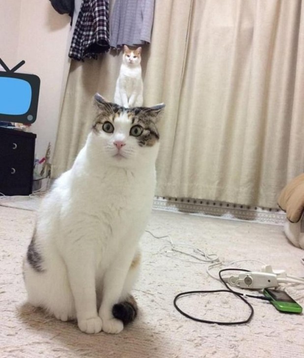  รวม 29 ภาพที่ดูครั้งแรกก็เกือบจะเข้าใจผิด