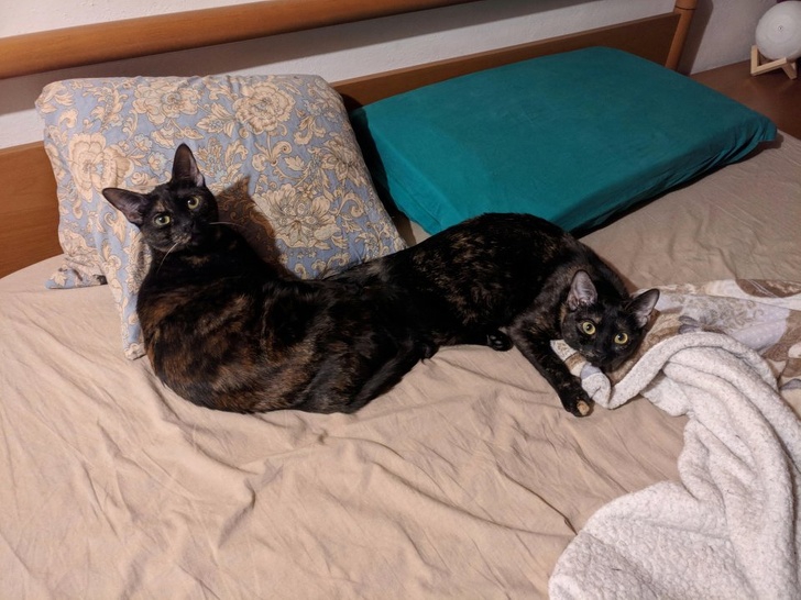 รวม 29 ภาพที่ดูครั้งแรกก็เกือบจะเข้าใจผิด รวม 29 ภาพที่ดูครั้งแรกก็เกือบจะเข้าใจผิด