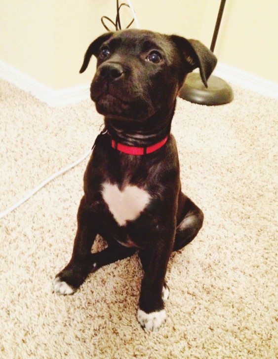 รวม 21 ภาพน้องหมาน้องแมว และสัตว์อื่นๆ อีกมากมาย ที่มีลวดลายแปลกๆ โดยธรรมชาติ