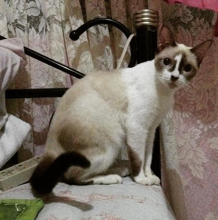 รวม 21 ภาพน้องหมาน้องแมว และสัตว์อื่นๆ อีกมากมาย ที่มีลวดลายแปลกๆ โดยธรรมชาติ