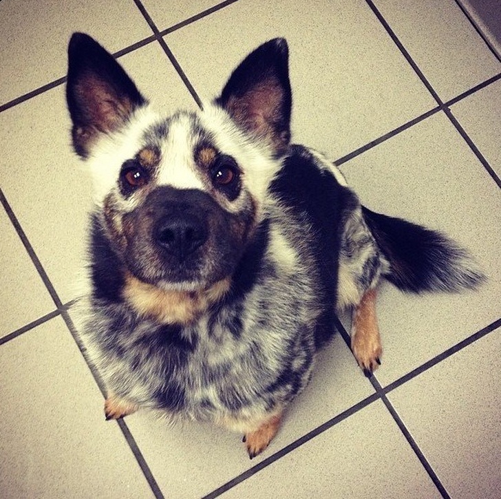 รวม 21 ภาพน้องหมาน้องแมว และสัตว์อื่นๆ อีกมากมาย ที่มีลวดลายแปลกๆ โดยธรรมชาติ รวม 21 ภาพน้องหมาน้องแมว และสัตว์อื่นๆ อีกมากมาย ที่มีลวดลายแปลกๆ โดยธรรมชาติ