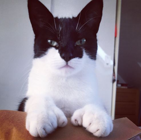 รวม 21 ภาพน้องหมาน้องแมว และสัตว์อื่นๆ อีกมากมาย ที่มีลวดลายแปลกๆ โดยธรรมชาติ รวม 21 ภาพน้องหมาน้องแมว และสัตว์อื่นๆ อีกมากมาย ที่มีลวดลายแปลกๆ โดยธรรมชาติ