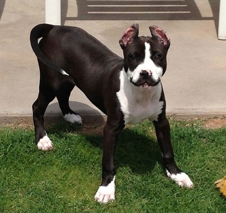 รวม 21 ภาพน้องหมาน้องแมว และสัตว์อื่นๆ อีกมากมาย ที่มีลวดลายแปลกๆ โดยธรรมชาติ รวม 21 ภาพน้องหมาน้องแมว และสัตว์อื่นๆ อีกมากมาย ที่มีลวดลายแปลกๆ โดยธรรมชาติ