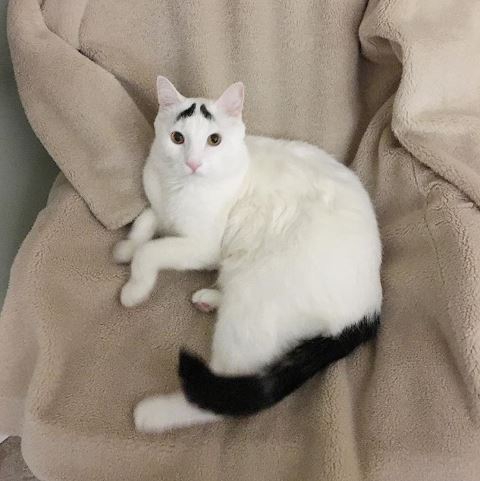 รวม 21 ภาพน้องหมาน้องแมว และสัตว์อื่นๆ อีกมากมาย ที่มีลวดลายแปลกๆ โดยธรรมชาติ รวม 21 ภาพน้องหมาน้องแมว และสัตว์อื่นๆ อีกมากมาย ที่มีลวดลายแปลกๆ โดยธรรมชาติ