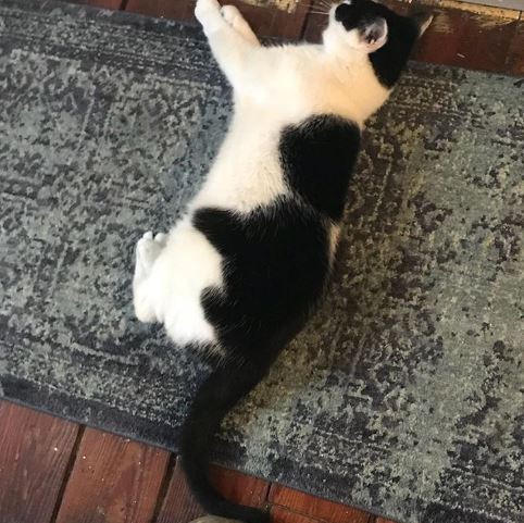 รวม 21 ภาพน้องหมาน้องแมว และสัตว์อื่นๆ อีกมากมาย ที่มีลวดลายแปลกๆ โดยธรรมชาติ รวม 21 ภาพน้องหมาน้องแมว และสัตว์อื่นๆ อีกมากมาย ที่มีลวดลายแปลกๆ โดยธรรมชาติ