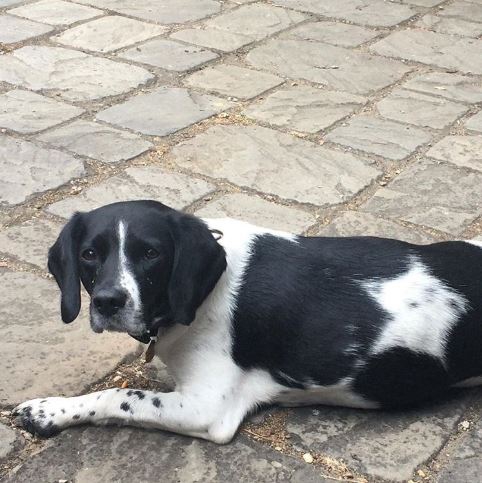 รวม 21 ภาพน้องหมาน้องแมว และสัตว์อื่นๆ อีกมากมาย ที่มีลวดลายแปลกๆ โดยธรรมชาติ รวม 21 ภาพน้องหมาน้องแมว และสัตว์อื่นๆ อีกมากมาย ที่มีลวดลายแปลกๆ โดยธรรมชาติ