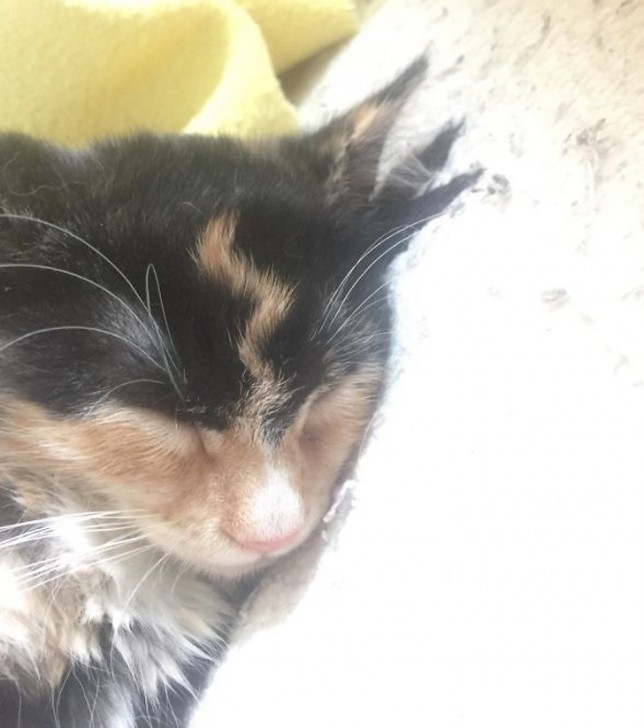 รวม 21 ภาพน้องหมาน้องแมว และสัตว์อื่นๆ อีกมากมาย ที่มีลวดลายแปลกๆ โดยธรรมชาติ