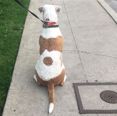 รวม 21 ภาพน้องหมาน้องแมว และสัตว์อื่นๆ อีกมากมาย ที่มีลวดลายแปลกๆ โดยธรรมชาติ รวม 21 ภาพน้องหมาน้องแมว และสัตว์อื่นๆ อีกมากมาย ที่มีลวดลายแปลกๆ โดยธรรมชาติ