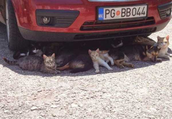 นี่มันหน้าร้อน หรือซ้อมตกนรก! กับ 26 ภาพที่ไม่น่าเชื่อว่าอากาศร้อนจะโหดร้ายถึงเพียงนี้