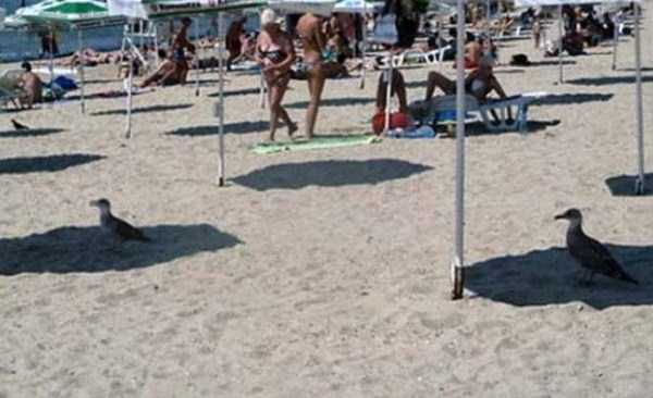 นี่มันหน้าร้อน หรือซ้อมตกนรก! กับ 26 ภาพที่ไม่น่าเชื่อว่าอากาศร้อนจะโหดร้ายถึงเพียงนี้