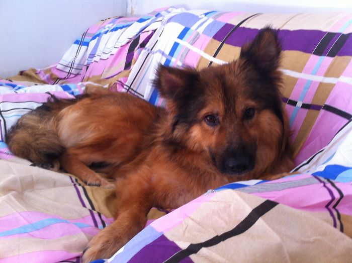 ความรักคือทุกสิ่ง... เปลี่ยนจากสุนัขข้างถนนในสภาพย่ำแย่ ให้กลายเป็นน้องหมาสุดน่ารัก ความรักคือทุกสิ่ง... เปลี่ยนจากสุนัขข้างถนนในสภาพย่ำแย่ ให้กลายเป็นน้องหมาสุดน่ารัก