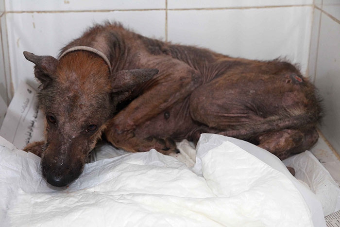 ความรักคือทุกสิ่ง... เปลี่ยนจากสุนัขข้างถนนในสภาพย่ำแย่ ให้กลายเป็นน้องหมาสุดน่ารัก ความรักคือทุกสิ่ง... เปลี่ยนจากสุนัขข้างถนนในสภาพย่ำแย่ ให้กลายเป็นน้องหมาสุดน่ารัก