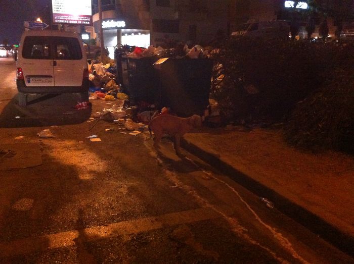 ความรักคือทุกสิ่ง... เปลี่ยนจากสุนัขข้างถนนในสภาพย่ำแย่ ให้กลายเป็นน้องหมาสุดน่ารัก ความรักคือทุกสิ่ง... เปลี่ยนจากสุนัขข้างถนนในสภาพย่ำแย่ ให้กลายเป็นน้องหมาสุดน่ารัก