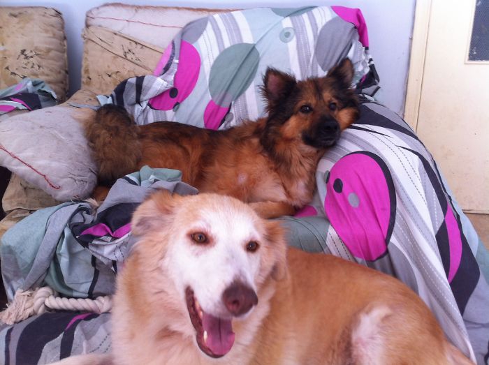 ความรักคือทุกสิ่ง... เปลี่ยนจากสุนัขข้างถนนในสภาพย่ำแย่ ให้กลายเป็นน้องหมาสุดน่ารัก ความรักคือทุกสิ่ง... เปลี่ยนจากสุนัขข้างถนนในสภาพย่ำแย่ ให้กลายเป็นน้องหมาสุดน่ารัก